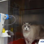 BIAYA NEBULIZER KUCING DI KLINIK