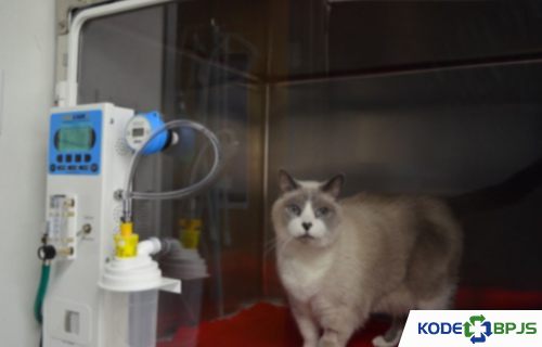 BIAYA NEBULIZER KUCING DI KLINIK